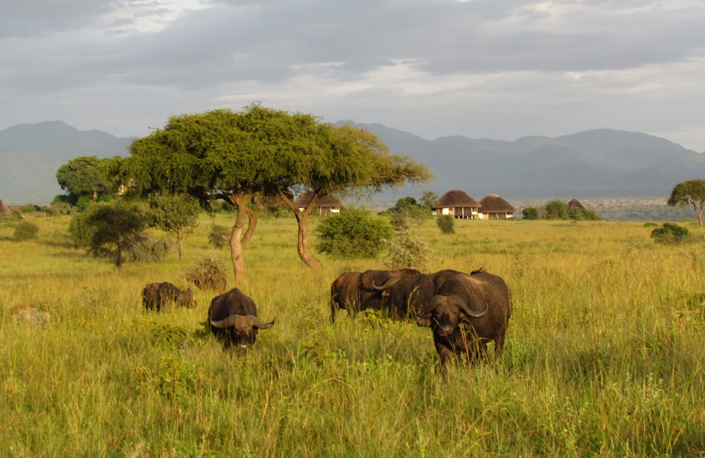 3-Day Fly-In Wildlife Safari in Kidepo Valley National Park