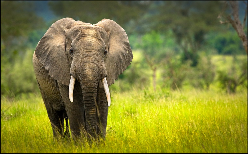 7 Days Uganda Gorilla Safari, Primate Trekking & Wildlife Tour