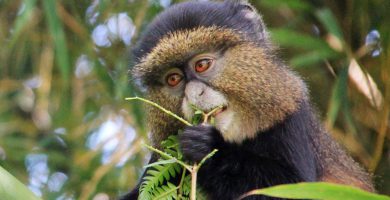3 Days Rwanda Gorillas & Golden Monkeys