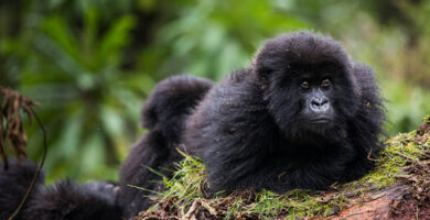 4 Days Double Gorilla Tracking