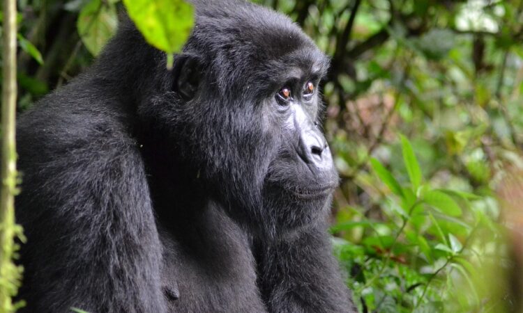 Essential Packing List for Gorilla Trekking