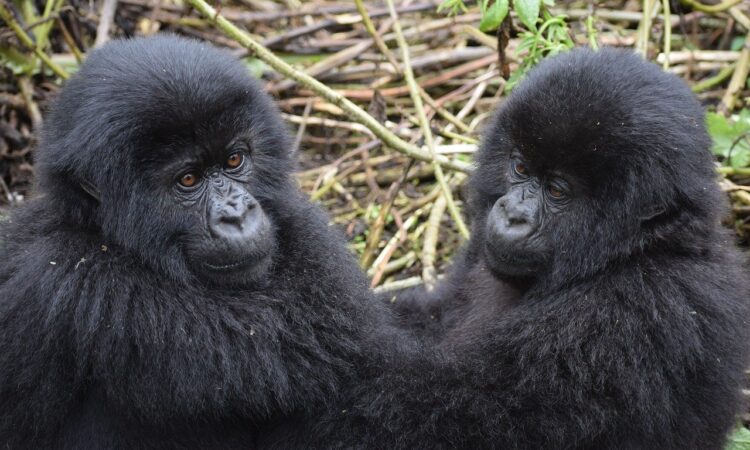 Gorilla Trekking Rules & Regulations