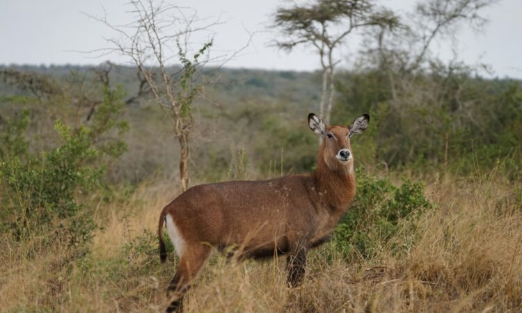 10-Day Best of Uganda Safari - Wildlife, Gorillas & Culture