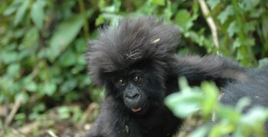 12 Days Rwanda Gorilla Trekking & Kilimanjaro Hiking Safari