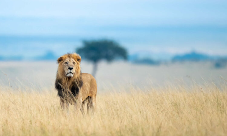15-Day Big Cats Safari - Explore East Africa's Predators