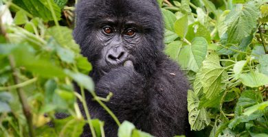 15 Days Platinum Gorilla Trekking Safari with 4 Gorilla Treks