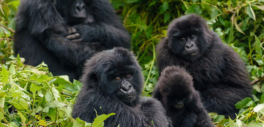 18-Day East Africa Adventure Safari - Wildlife, Gorillas & Culture