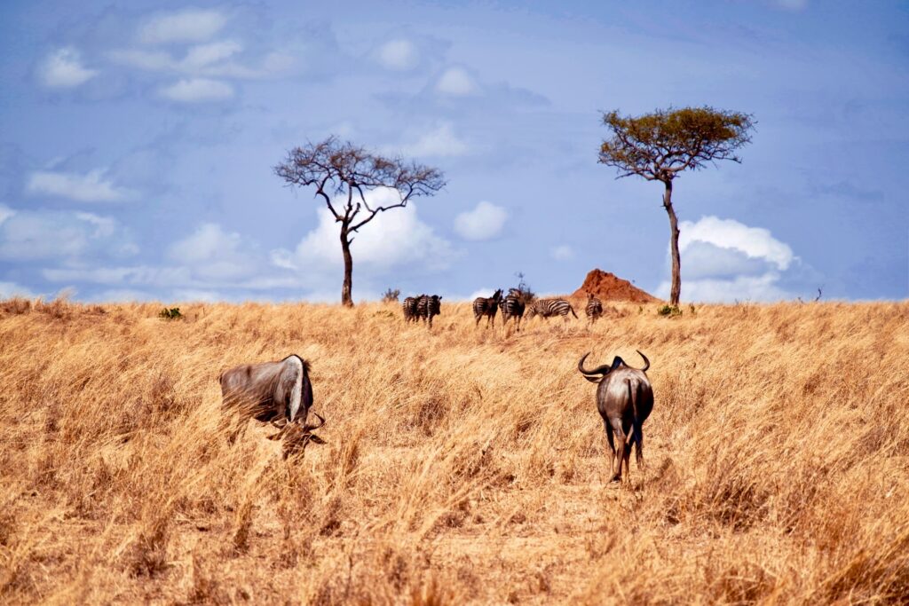 21-Day East African Safari Itinerary