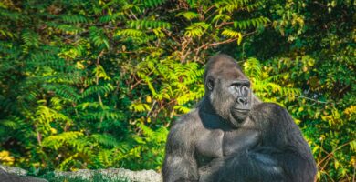 3 Days Lowland Gorilla Trekking in Kahuzi-Biega Park Congo