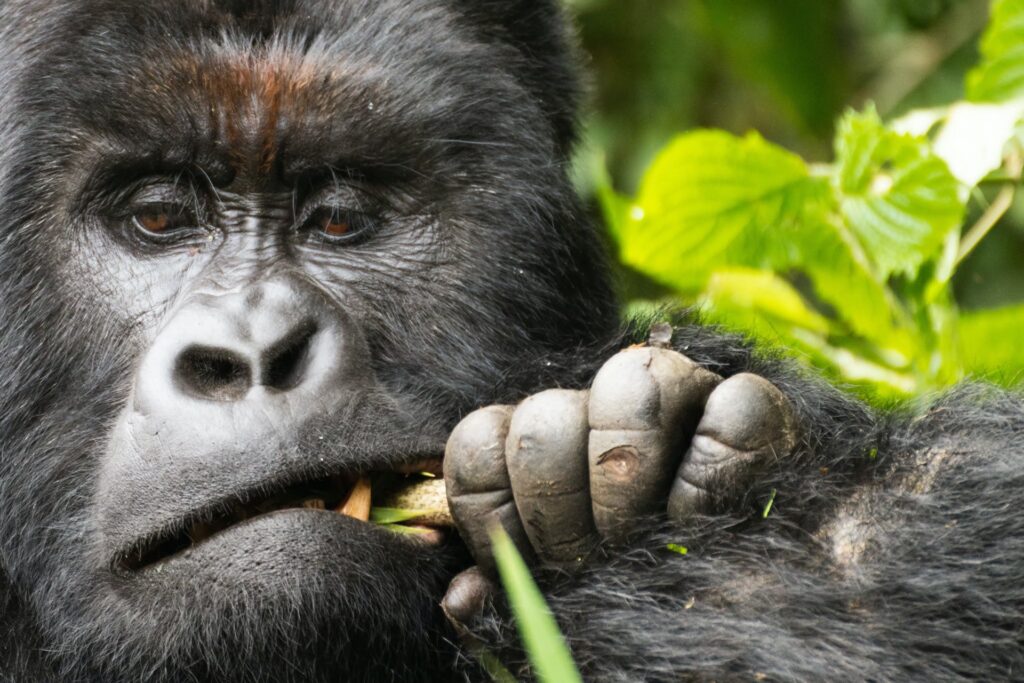 3-Day Mgahinga Gorilla Trekking Tour Adventure in Uganda