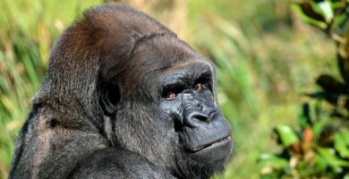 4 Days Lowland Gorillas & Mountain Gorilla Trekking Safari
