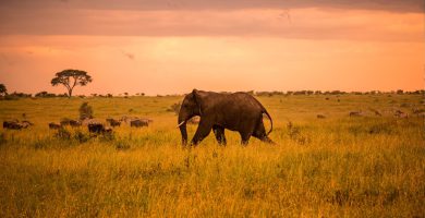 4 Days Best Kenya Elephant Safari to Tsavo National Parks
