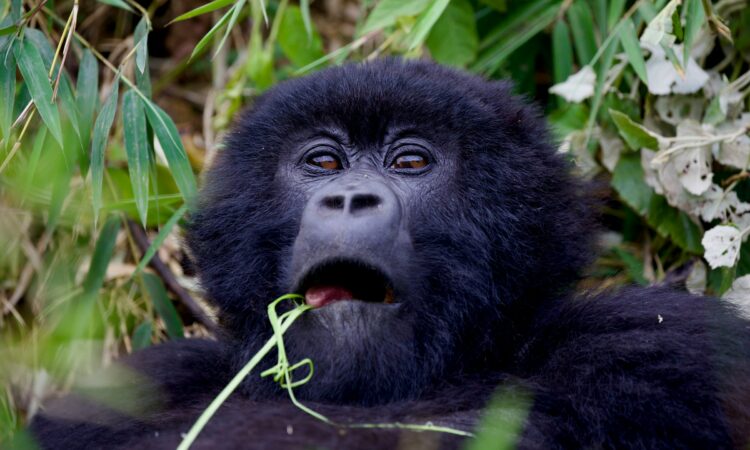 5-Day Rwanda Gorilla & Wildlife Safari - Volcanoes & Akagera