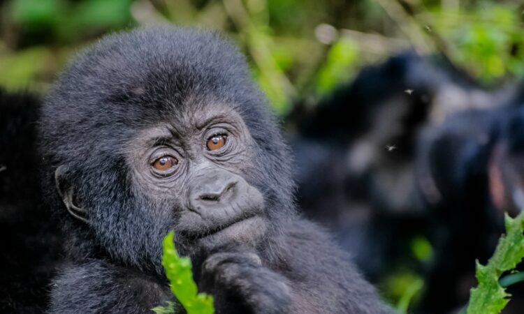 6-Day Murchison Falls & Bwindi Gorilla Safari - Wildlife Adventure