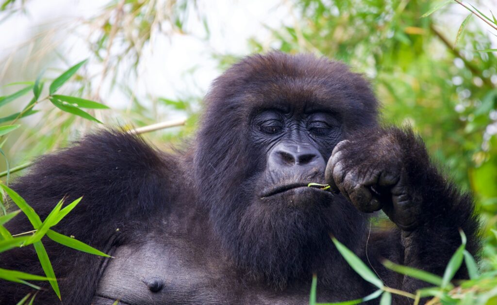 3-Day Mgahinga Gorilla Trekking Tour Adventure in Uganda