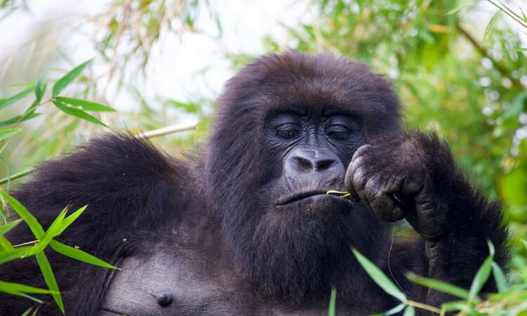 3-Day Mgahinga Gorilla Trekking Tour Adventure in Uganda