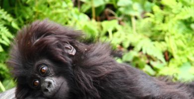 7 Days Bwindi Gorilla Trekking Circuit Safari (4 Gorilla Treks)