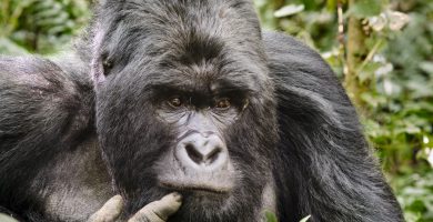 7 Days Uganda Gorilla Trekking & Masai Mara Wildlife Safari