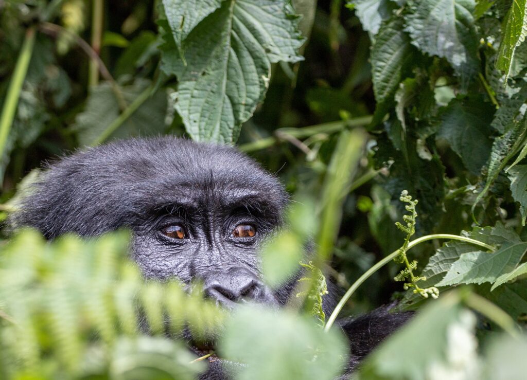 Uganda Gorilla Trekking Safaris - Your Ultimate Guide to Costs and Permits