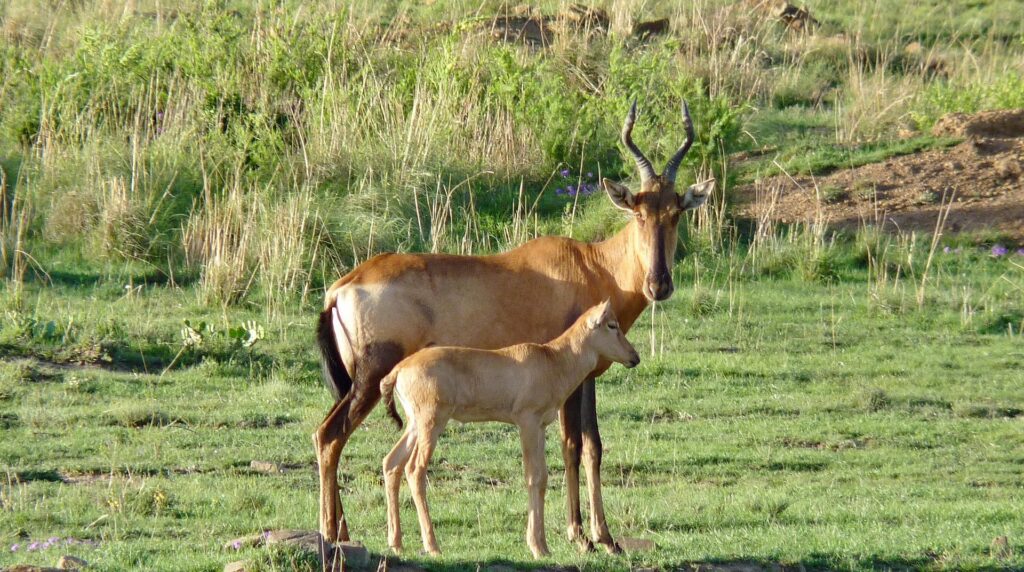 Ajai Wildlife Reserve - Uganda's Sanctuary for Antelopes, Primates & Birdlife
