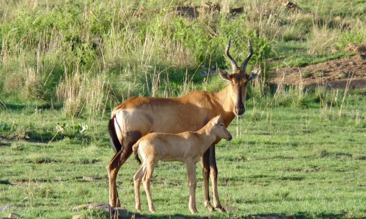 Ajai Wildlife Reserve - Uganda's Sanctuary for Antelopes, Primates & Birdlife