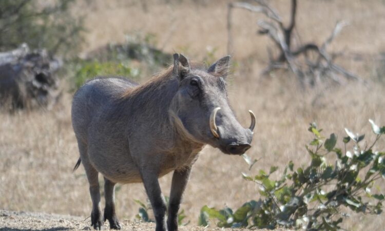 Aswa-Lolim Wildlife Reserve - Exploring Uganda's Lesser-Known Conservation Area