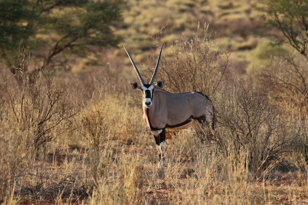 Bokora Corridor Wildlife Reserve - Explore Uganda's Untamed Wilderness & Rich Biodiversity