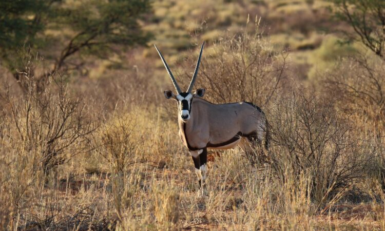 Bokora Corridor Wildlife Reserve - Explore Uganda's Untamed Wilderness & Rich Biodiversity