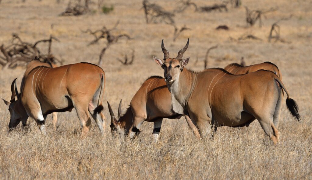 Bugungu Wildlife Reserve - Explore Uganda's Hidden Gem of Biodiversity