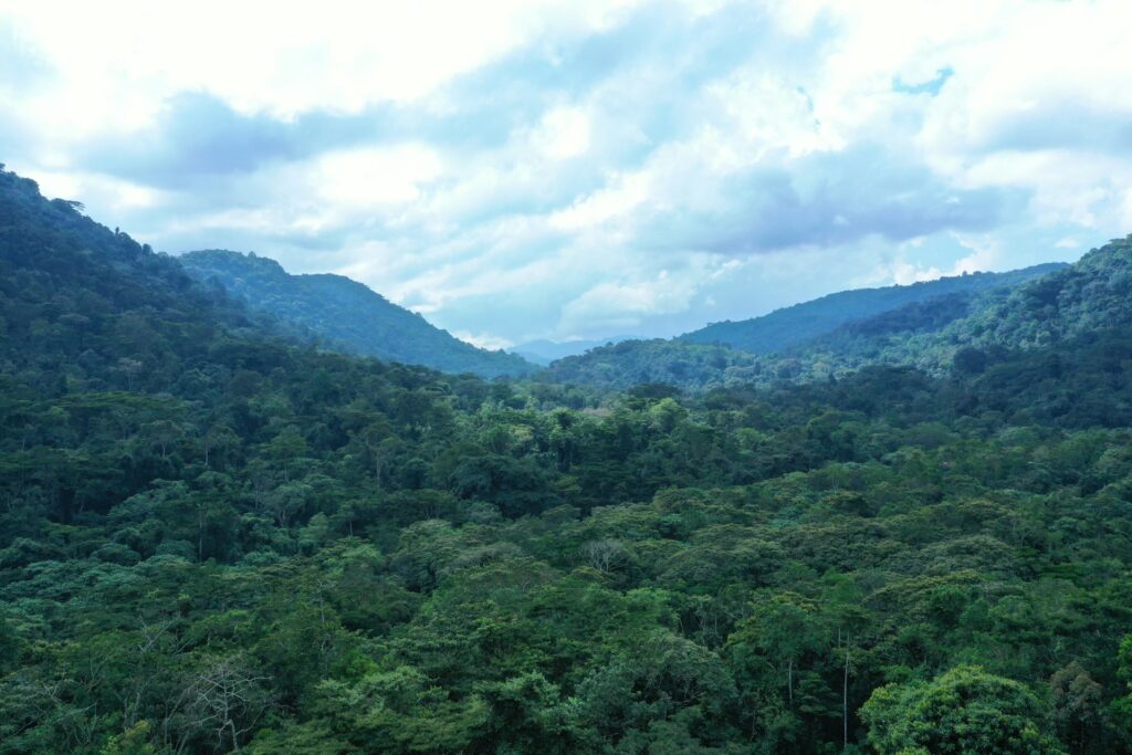 Bwindi Impenetrable National Park - Gorilla Trekking in Uganda's Pristine Rain-forest