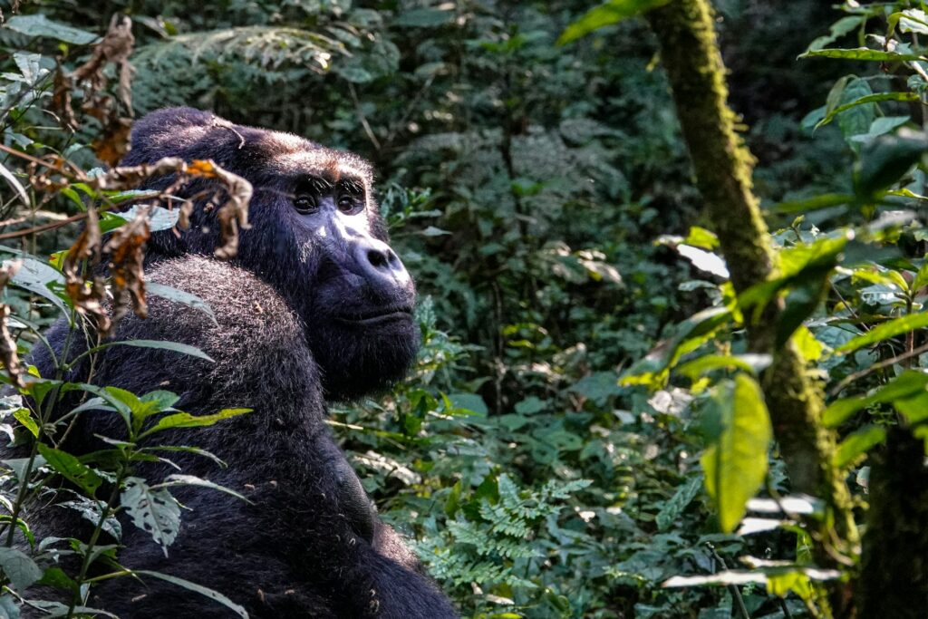 Bwindi Impenetrable National Park