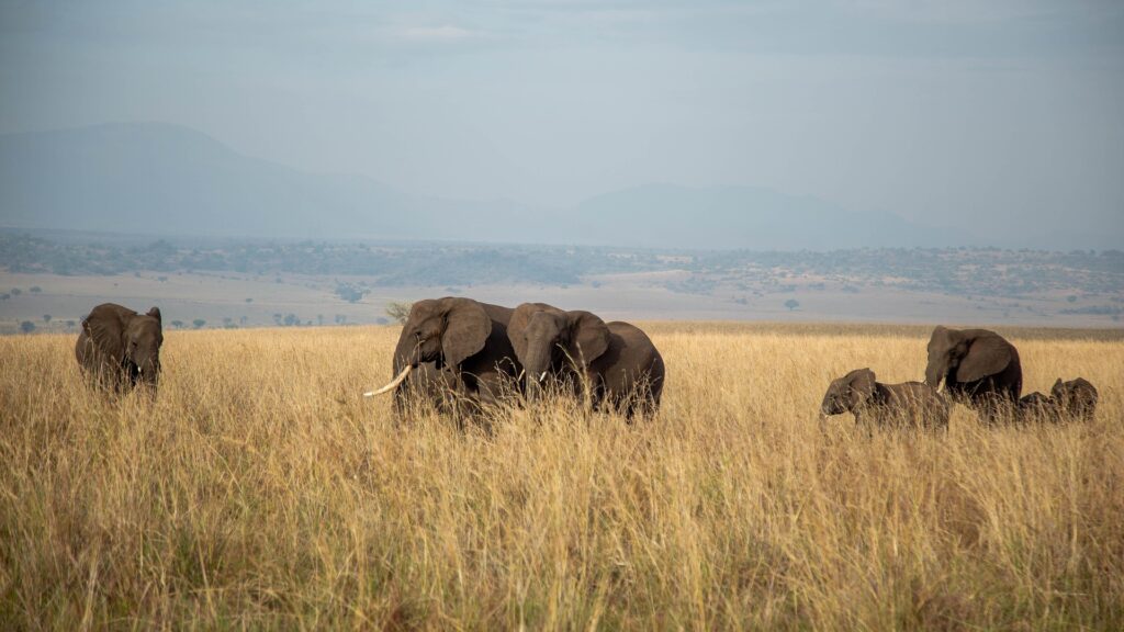 Explore Kidepo Valley National Park - Uganda's Remote Wilderness Safari