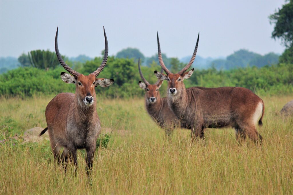 Explore Lake Mburo National Park - Uganda's Haven for Zebras, Impalas & Birdlife