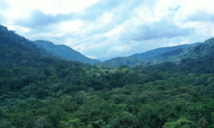 Exploring Uganda's Forests - Biodiversity Hotspots & Conservation Efforts