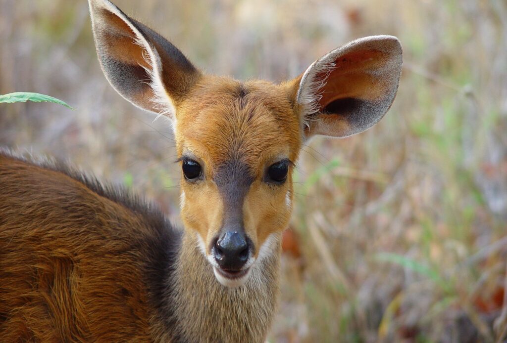 Kabwoya Wildlife Reserve - Uganda's Hidden Gem for Safari Adventures