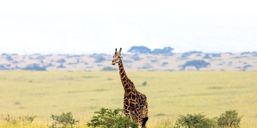 Karuma Wildlife Reserve - Uganda's Sanctuary for Elephants, Giraffes & Antelopes