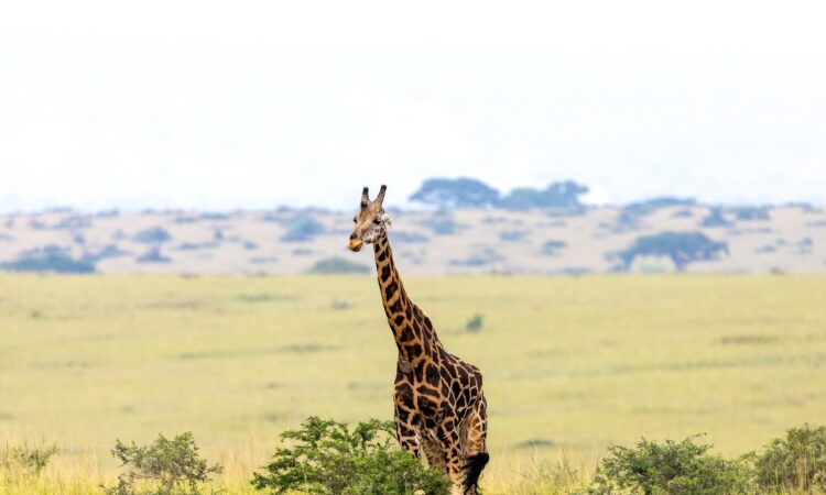 Karuma Wildlife Reserve - Uganda's Sanctuary for Elephants, Giraffes & Antelopes