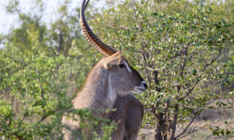 Katonga Wildlife Reserve - Exploring Uganda's Wetland Sanctuary for Sitatunga & Diverse Birdlife