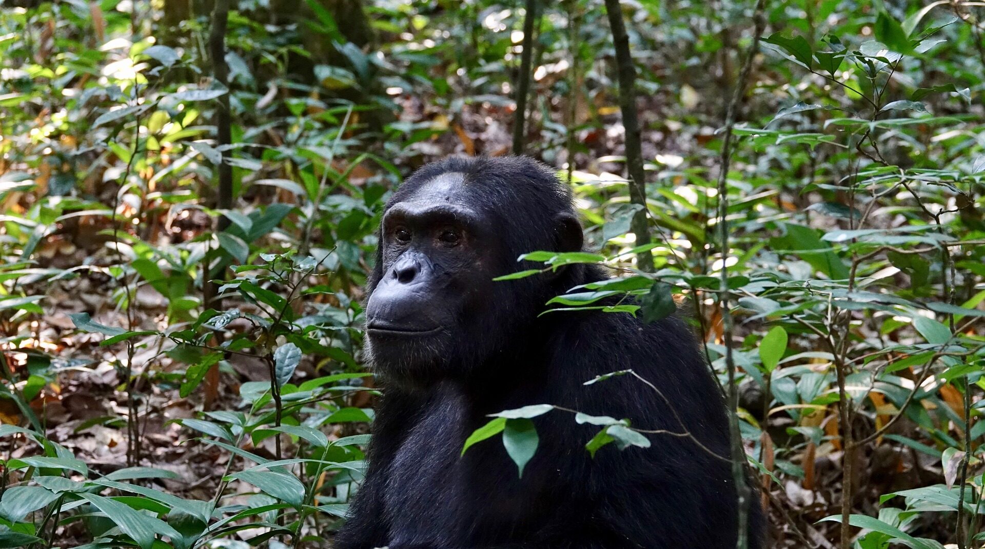 kibale forest national park uganda