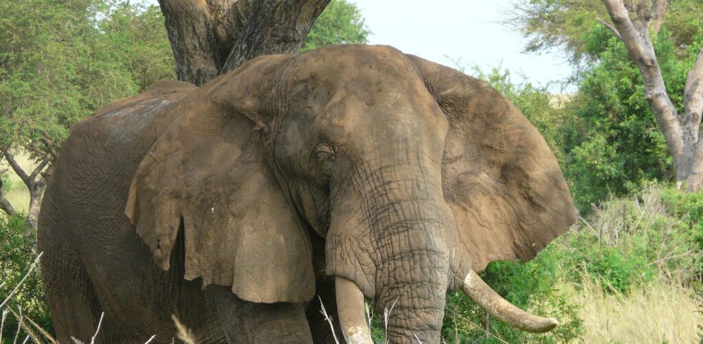 Kigezi Wildlife Reserve - Uganda's Sanctuary for Antelopes, Primates & Birdlife