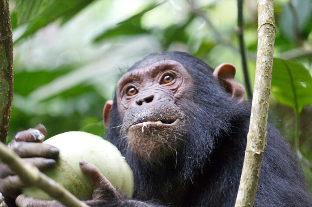Kyambura Wildlife Reserve - Uganda's Chimpanzee Tracking & Primate Sanctuary