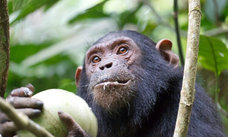 Kyambura Wildlife Reserve - Uganda's Chimpanzee Tracking & Primate Sanctuary