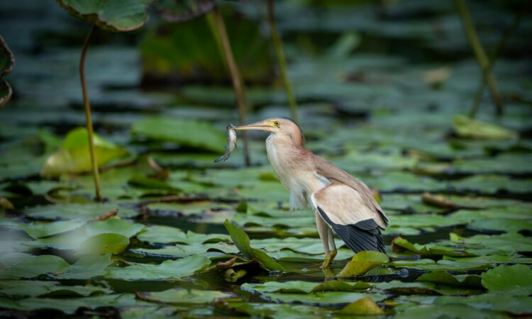 Mabamba Swamp - Premier Destination for Shoebill Stork Bird-watching in Uganda