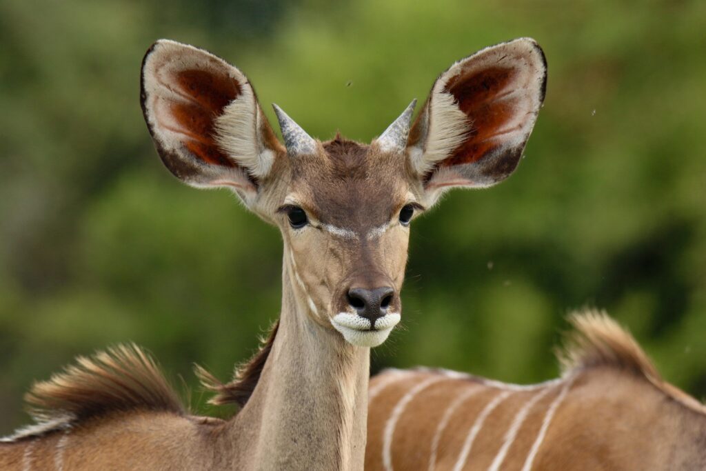 Matheniko Wildlife Reserve - Explore Uganda's Semi-Arid Wilderness & Unique Wildlife Safari