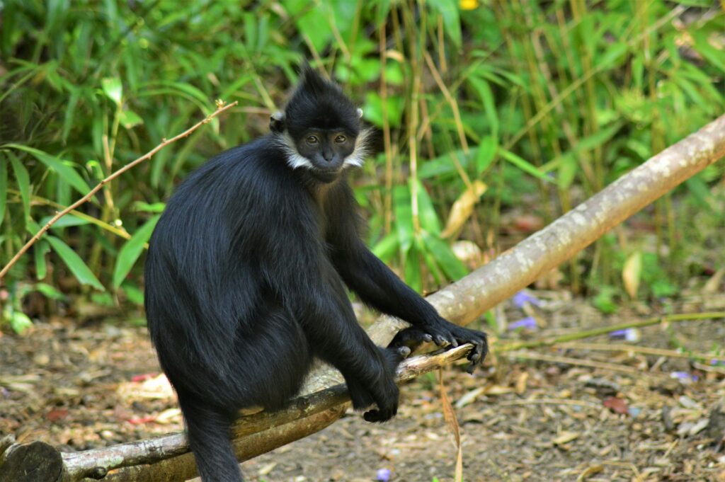 Other Wildlife in Kibale Forest