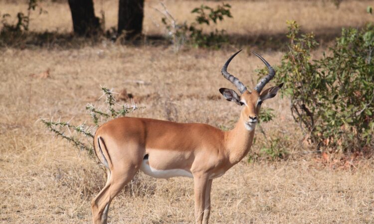 Pian Upe Wildlife Reserve - Uganda's Second-Largest Protected Area