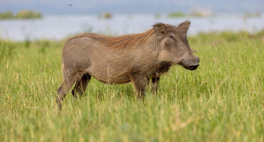 Popular Activities at Matheniko Wildlife Reserve