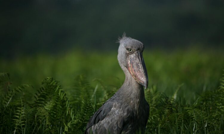 Shoebill Stork Encounters at Ziwa Rhino Sanctuary - A Birdwatcher's Paradise