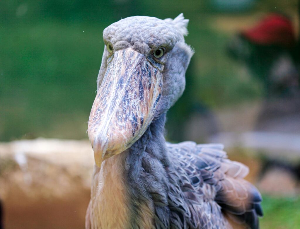 The Shoebill Stork – A Rare Sight in Uganda