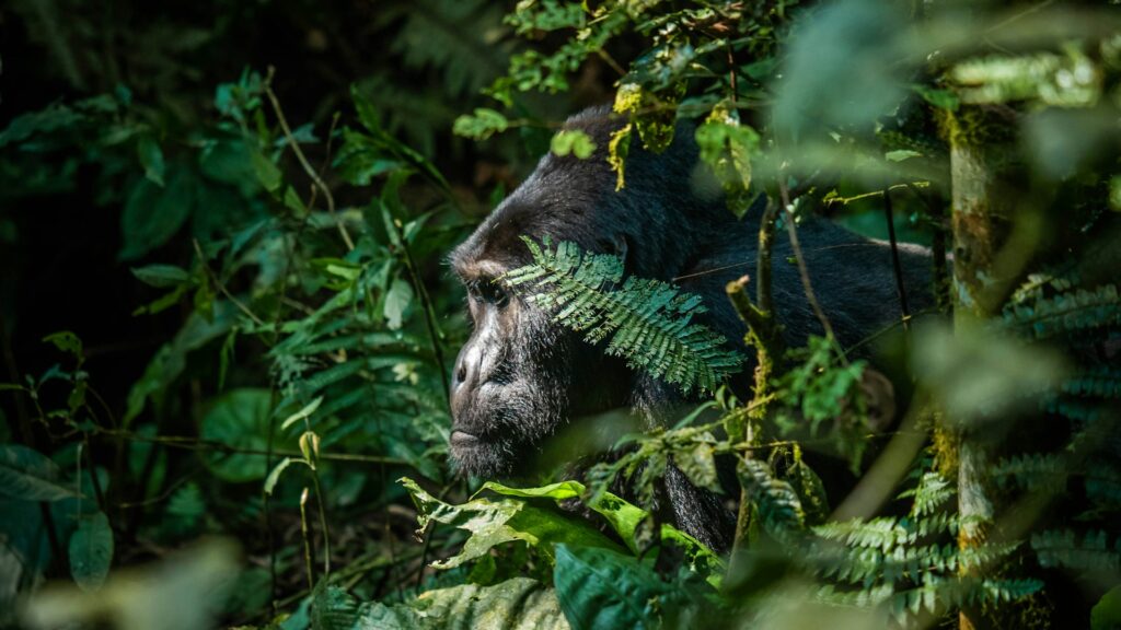 Things to See in Bwindi National Park